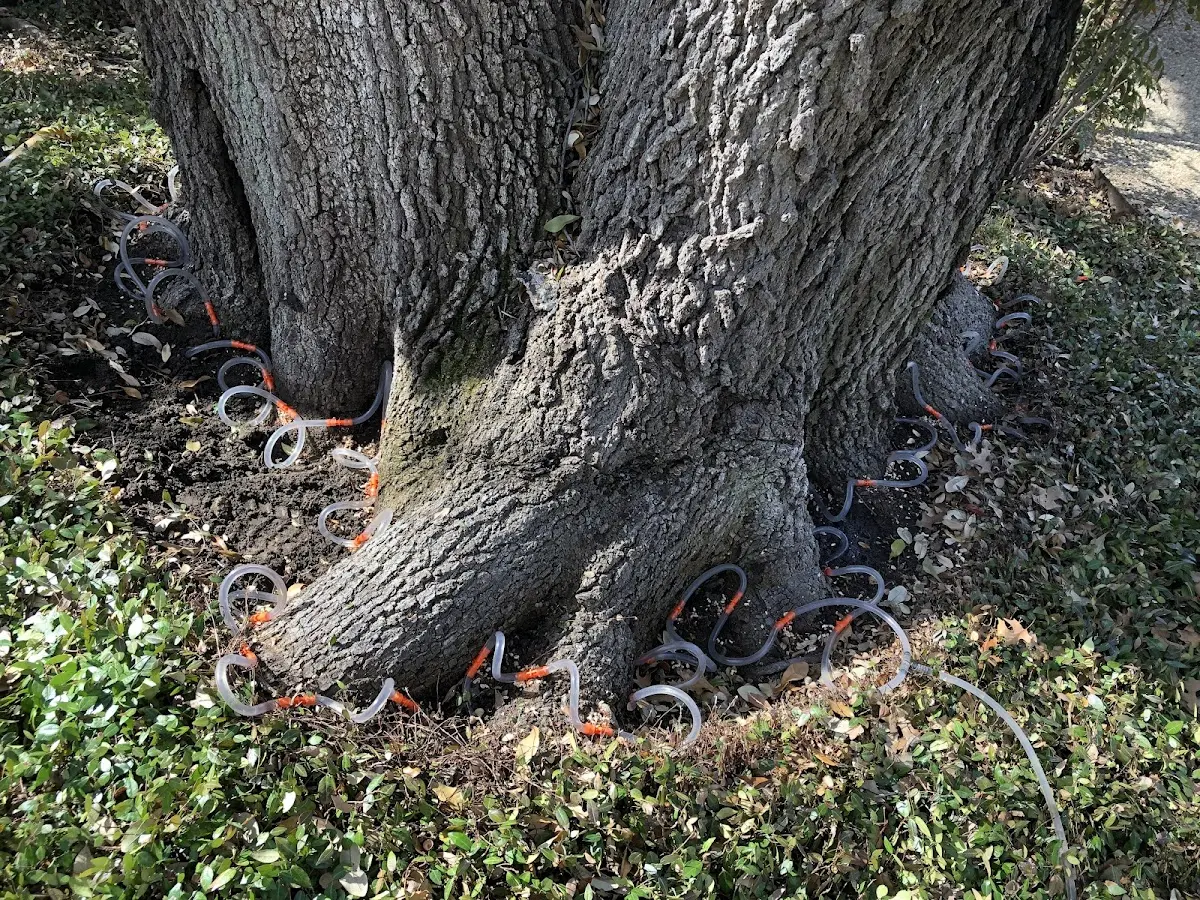 Detailed Tree Cabling and Bracing job site in Georgiana