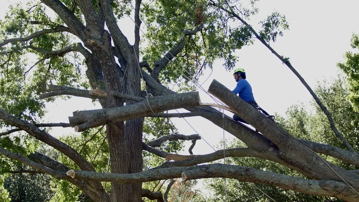 Professional Crown Thinning performed by certified arborists in Georgiana