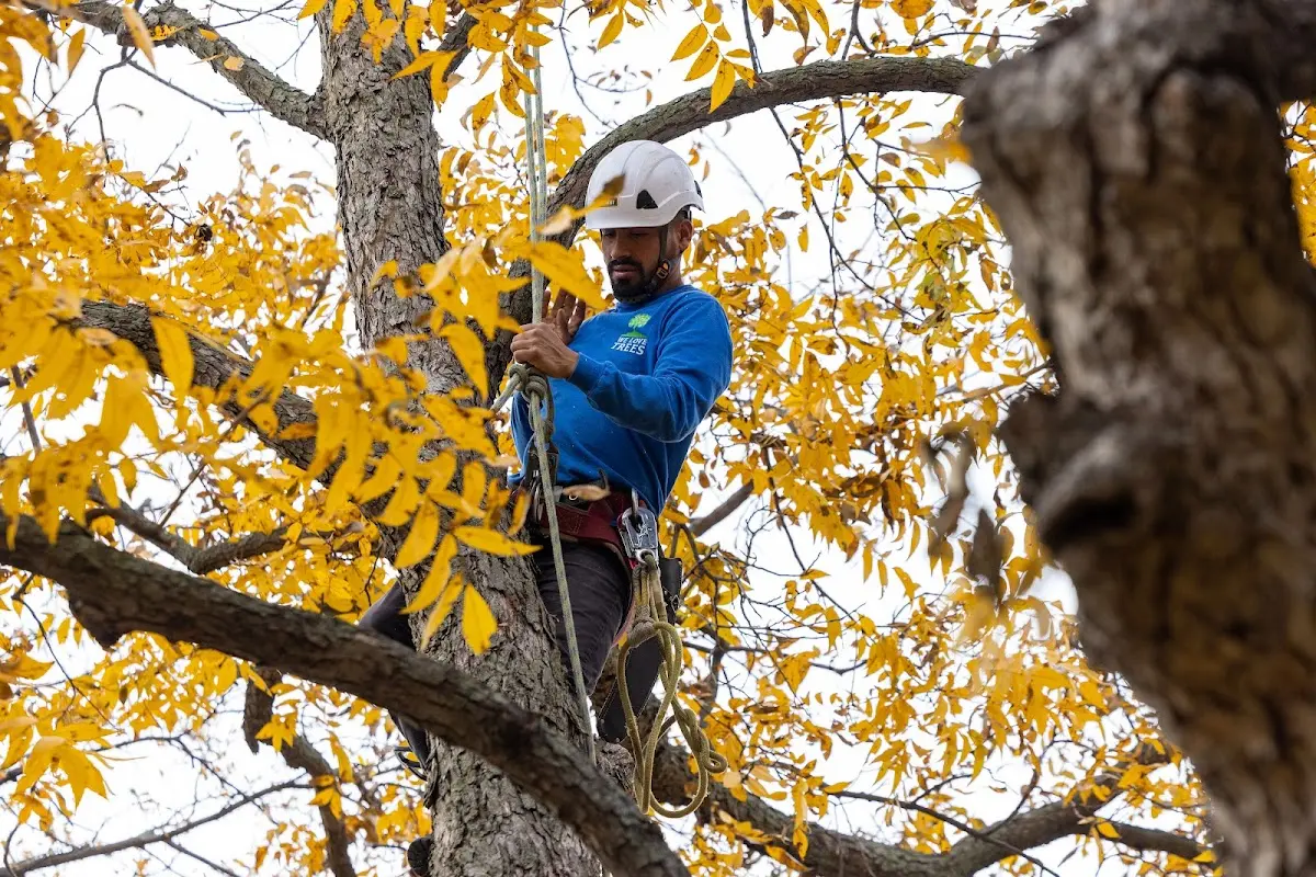 Skilled Tree Pruning crew working in Georgiana