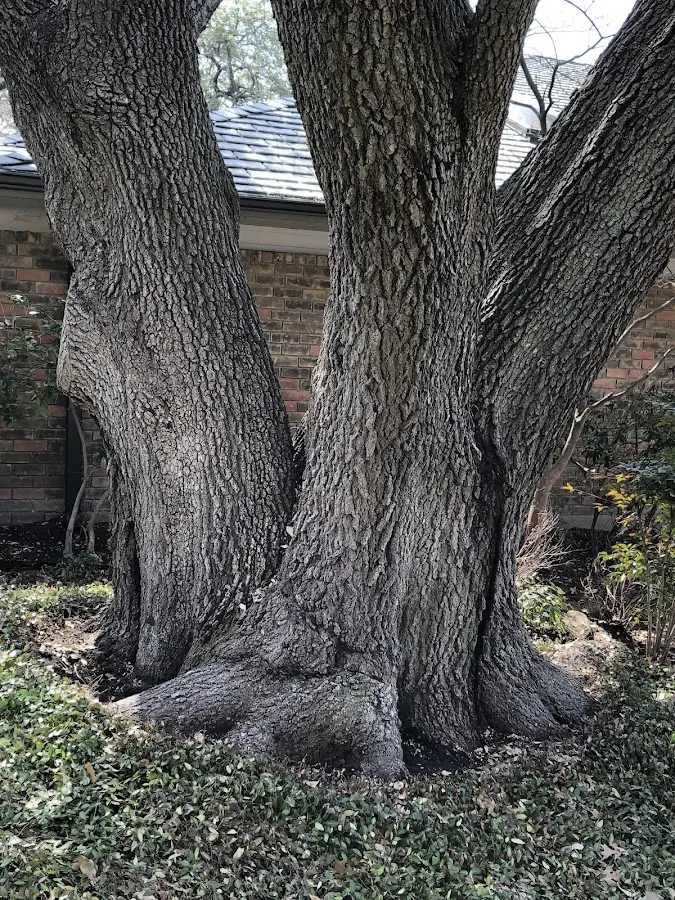 Mature heritage tree close to a Georgiana property cared for by certified arborists